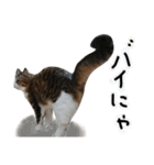 Anzu-chan cat stickers（個別スタンプ：16）