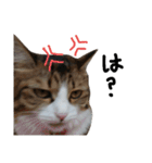 Anzu-chan cat stickers（個別スタンプ：19）