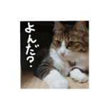 Anzu-chan cat stickers（個別スタンプ：22）