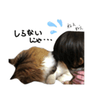 Anzu-chan cat stickers（個別スタンプ：25）