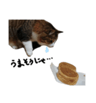 Anzu-chan cat stickers（個別スタンプ：26）