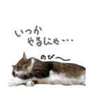 Anzu-chan cat stickers（個別スタンプ：27）