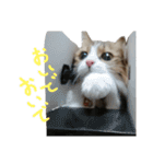 Anzu-chan cat stickers（個別スタンプ：30）