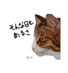 Anzu-chan cat stickers（個別スタンプ：31）