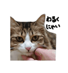 Anzu-chan cat stickers（個別スタンプ：32）