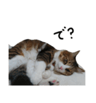 Anzu-chan cat stickers（個別スタンプ：33）