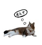 Anzu-chan cat stickers（個別スタンプ：34）