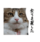 Anzu-chan cat stickers（個別スタンプ：35）