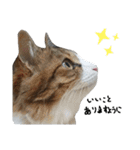 Anzu-chan cat stickers（個別スタンプ：38）