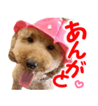 トイプードルのチロルの日常（個別スタンプ：1）
