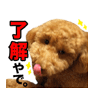 トイプードルのチロルの日常（個別スタンプ：2）