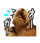 トイプードルのチロルの日常（個別スタンプ：4）