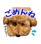 トイプードルのチロルの日常（個別スタンプ：5）