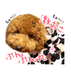 トイプードルのチロルの日常（個別スタンプ：8）