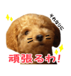トイプードルのチロルの日常（個別スタンプ：9）