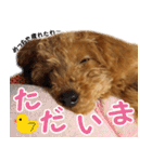 トイプードルのチロルの日常（個別スタンプ：10）