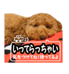 トイプードルのチロルの日常（個別スタンプ：12）