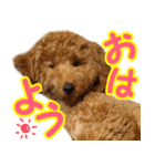 トイプードルのチロルの日常（個別スタンプ：14）