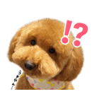 トイプードルのチロルの日常（個別スタンプ：16）