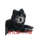 黒ポメのポンタくん2（個別スタンプ：5）