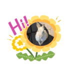 シカポン（個別スタンプ：9）