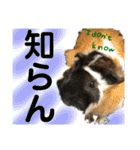 前歯戦隊、かじるんジャー！（個別スタンプ：11）