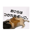 前歯戦隊、かじるんジャー！（個別スタンプ：15）