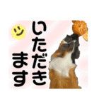前歯戦隊、かじるんジャー！（個別スタンプ：18）