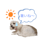 コロンちゃんのひとりごと②（個別スタンプ：1）