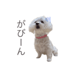 コロンちゃんのひとりごと②（個別スタンプ：3）
