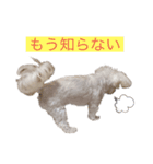 コロンちゃんのひとりごと②（個別スタンプ：5）