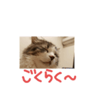 ふわもこすたんぷ（個別スタンプ：2）