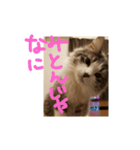 ふわもこすたんぷ（個別スタンプ：3）