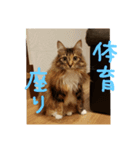 ふわもこすたんぷ（個別スタンプ：5）