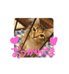 ふわもこすたんぷ（個別スタンプ：6）