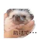 ハリネズミのまる◎（個別スタンプ：17）