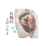 ハリネズミのまる◎（個別スタンプ：23）