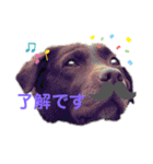 友犬（個別スタンプ：1）