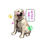 友犬（個別スタンプ：2）
