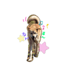 友犬（個別スタンプ：4）