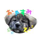 友犬（個別スタンプ：5）