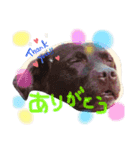 友犬（個別スタンプ：6）