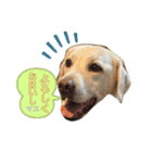 友犬（個別スタンプ：13）