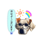 友犬（個別スタンプ：14）
