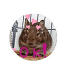 デグーすたんぷ（個別スタンプ：8）