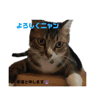 可愛いニャンズ①（個別スタンプ：1）