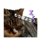 可愛いニャンズ①（個別スタンプ：3）