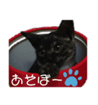 可愛いニャンズ①（個別スタンプ：11）