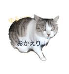 ゆる〜いネコスタ（個別スタンプ：7）