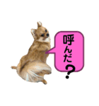 こたすたんぷ3（個別スタンプ：2）